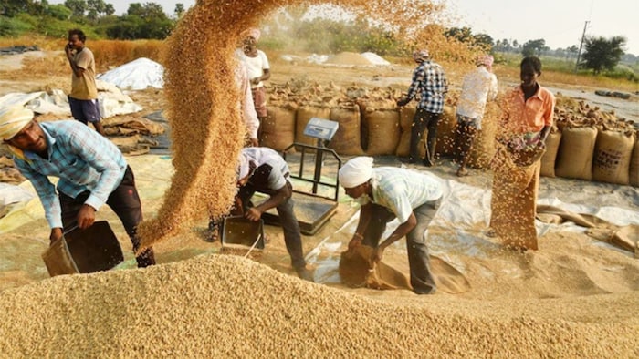 धान का उठान जारी