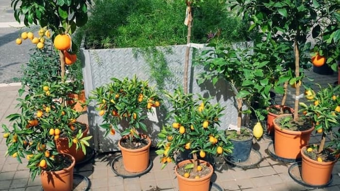 अक्टूबर में लगाएं ये 5 फलदार पौधे