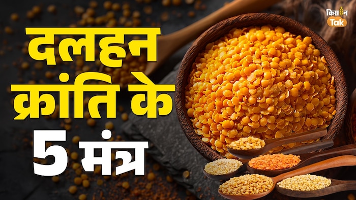 pulses revolution
