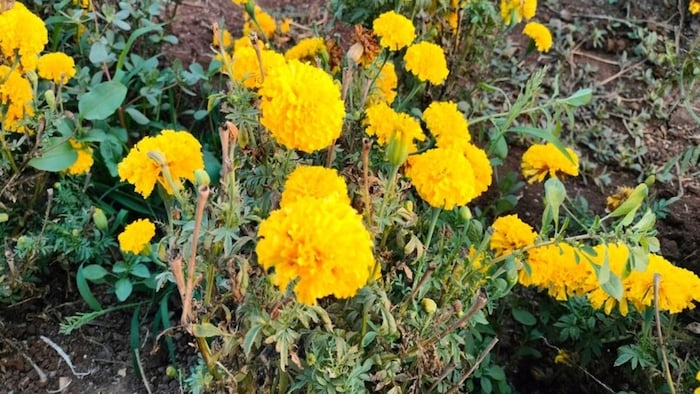 गेंदे पर मंडरा रहा रोग का खतरा