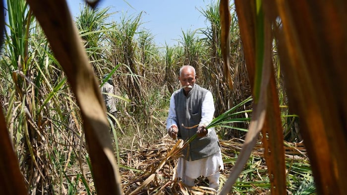 sugarcane farming