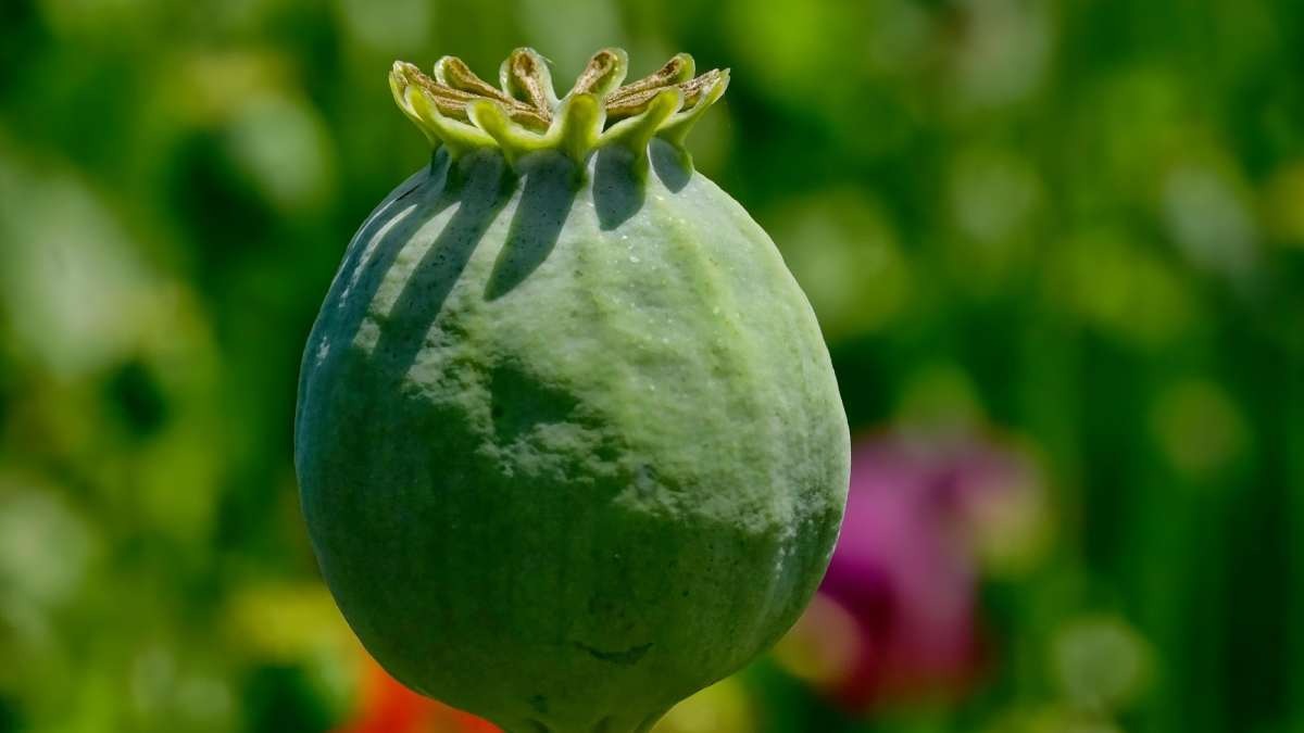 Kashmir Opium Farming