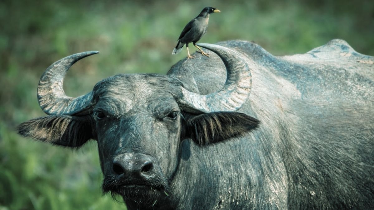 buffalo pic