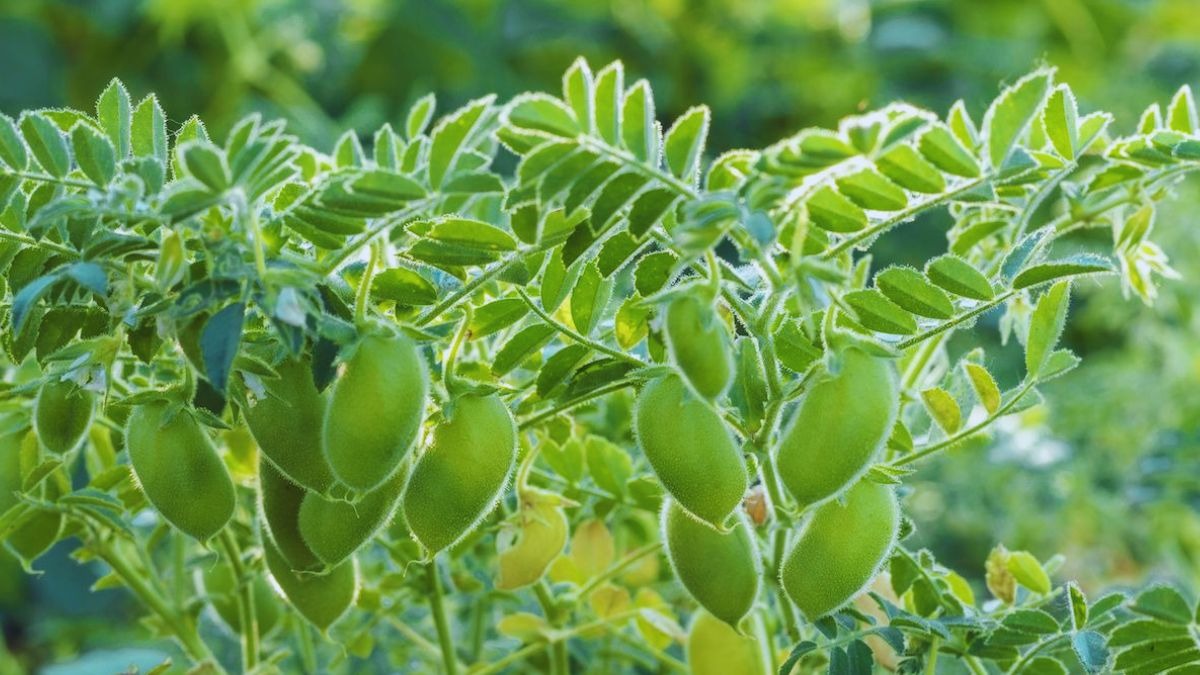pea field