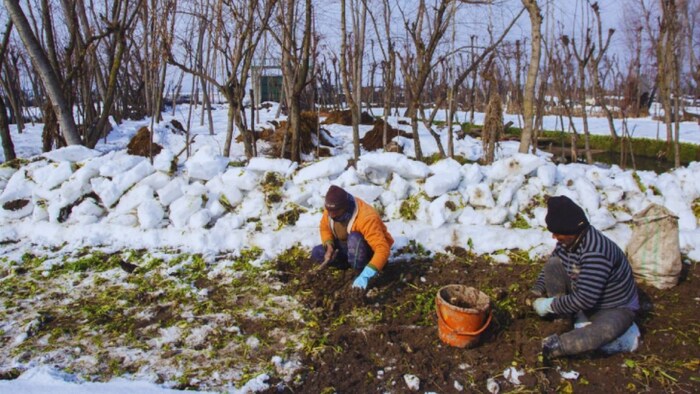 कश्मीर में ताजा बर्फबारी