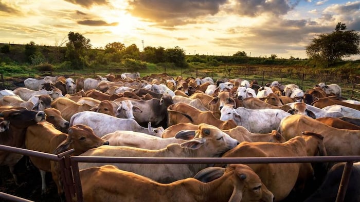 राष्ट्रीय डिजिटल पशुधन मिशन में डिजिटल क्रांति