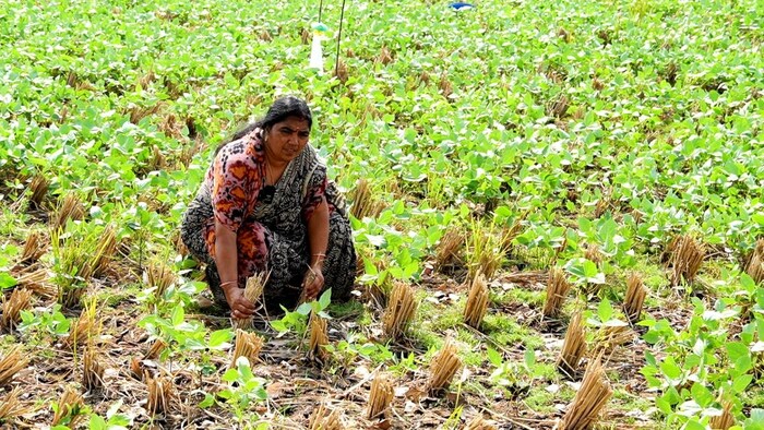 किसानों के लिए मिसाल बनी मीराबी.