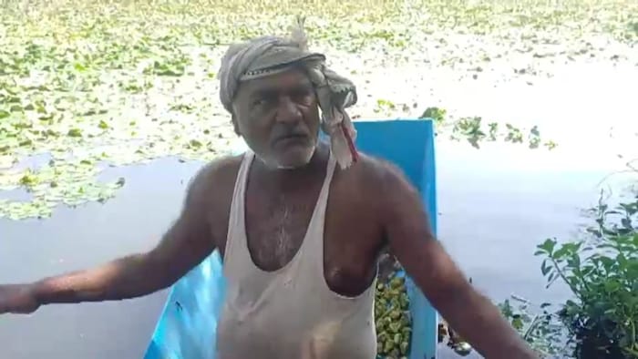 मगरमच्छों के बीच हो रही सिंघाड़े की खेती