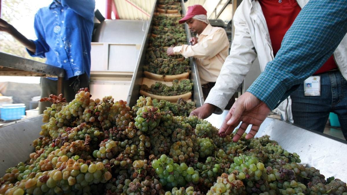 grapes crop