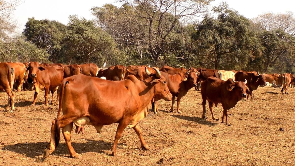 cows 