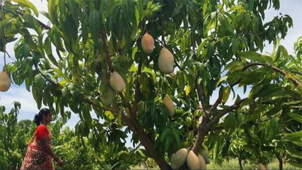 आम की फसल के लिए खतरनाक है फल मक्खी कीट.