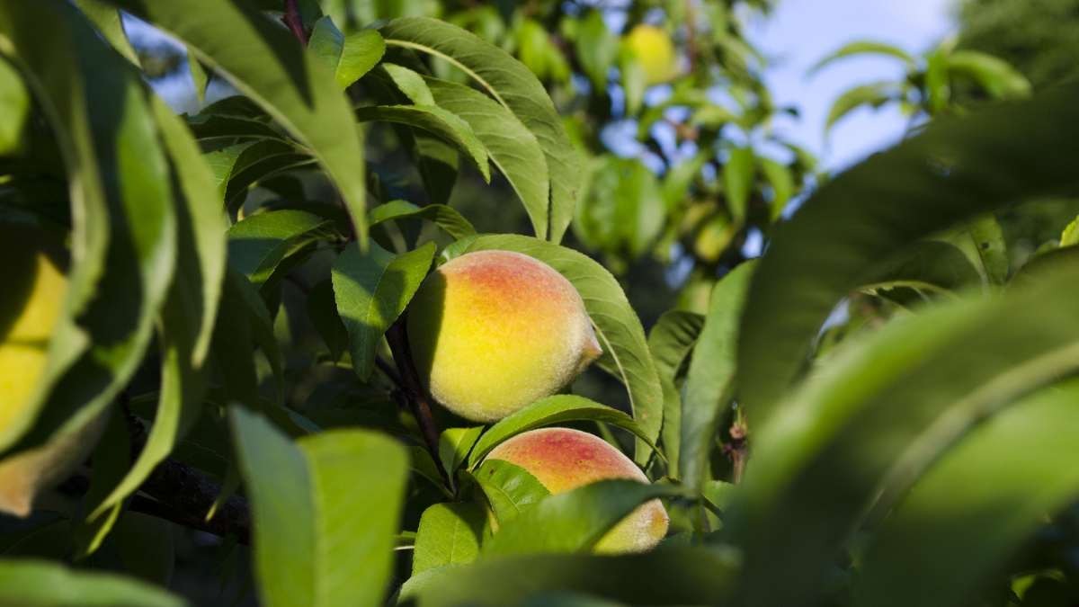 peach tree winter care