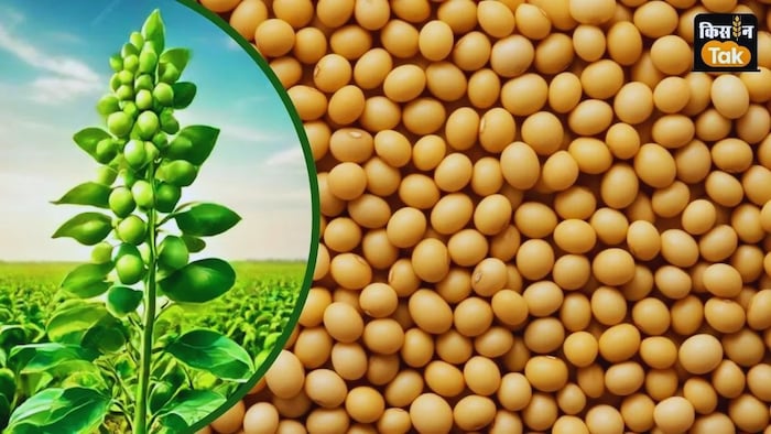 Soybean Price Fall below MSP