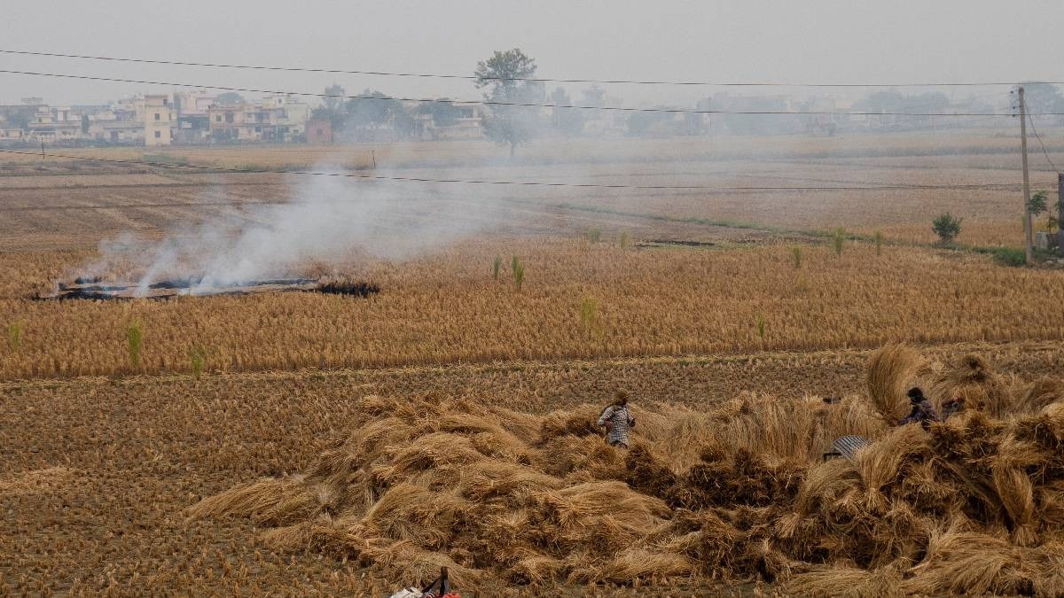 stubble burning