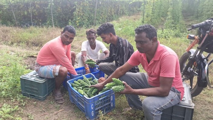 Jamshedpur Bitter Gourd Farming