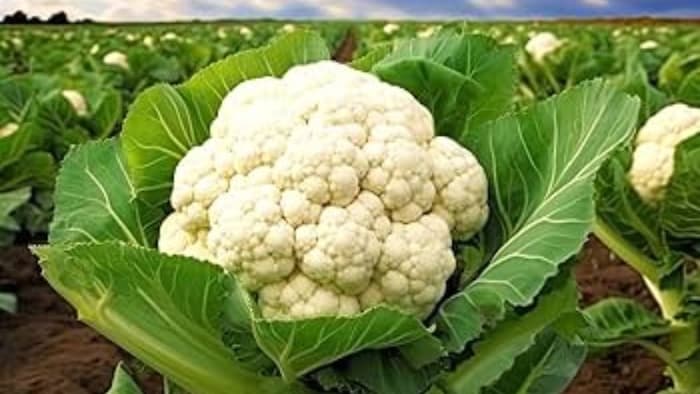 गोभी की खेती