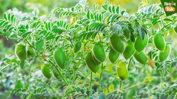 चना उत्पादन में कौन सा राज्य है अव्वल