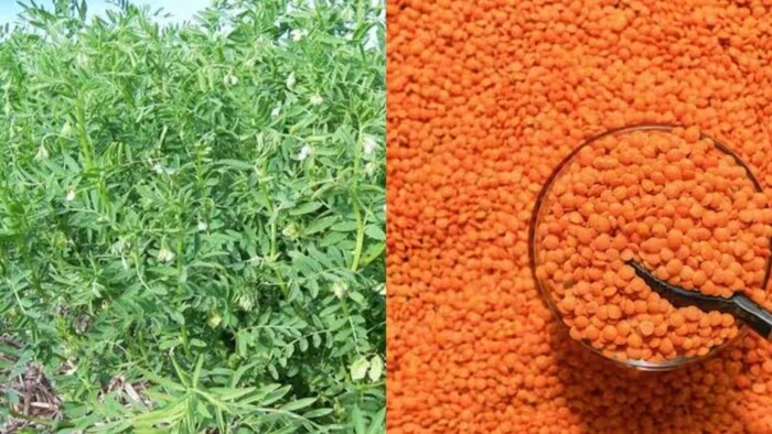 मसूर की उन्नत खेती