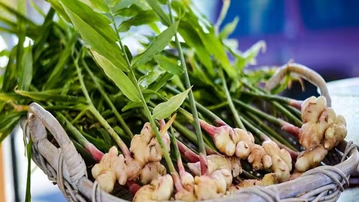 अदरक की खेती