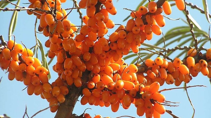 Sea buckthorn
