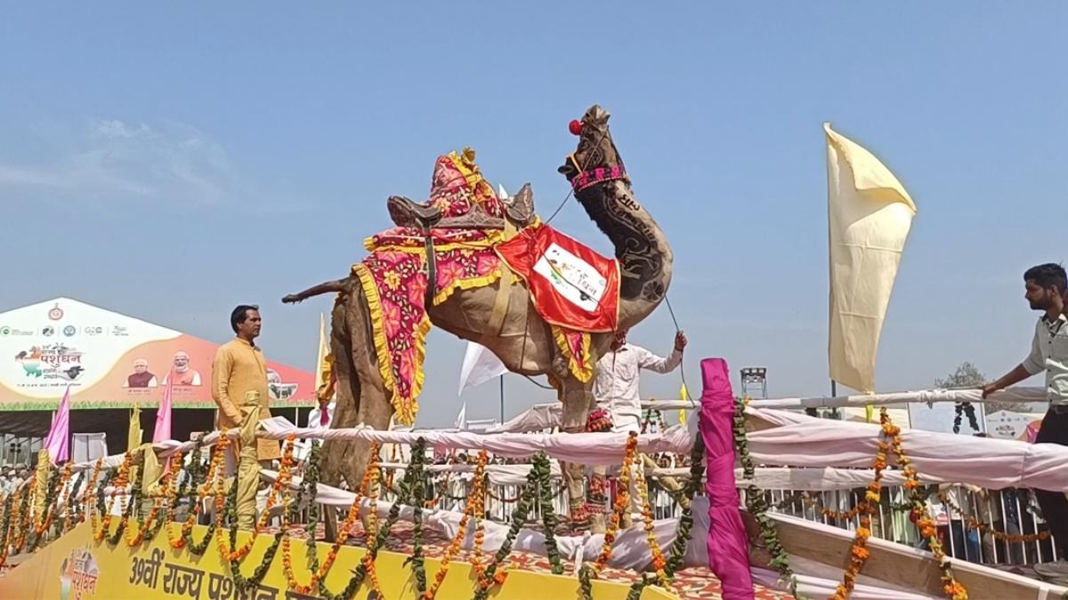 फिर लगने वाला है पुष्कर पशु मेला