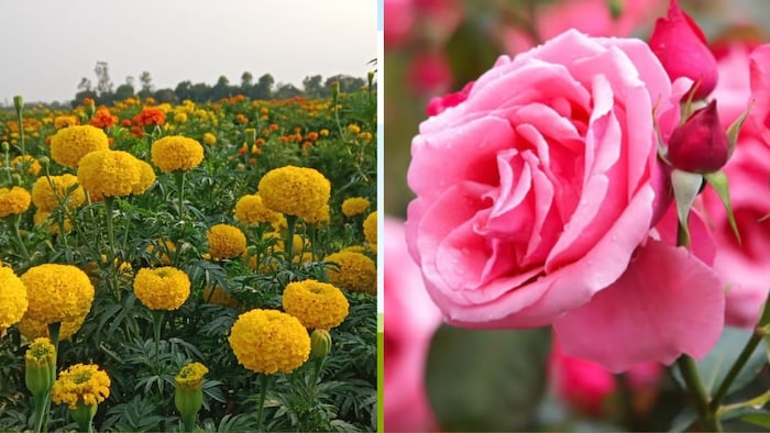 लखनऊ में फूल-मालाओं के कीमतों में भारी उछाल देखने को मिल रहा है (Photo-Social media)