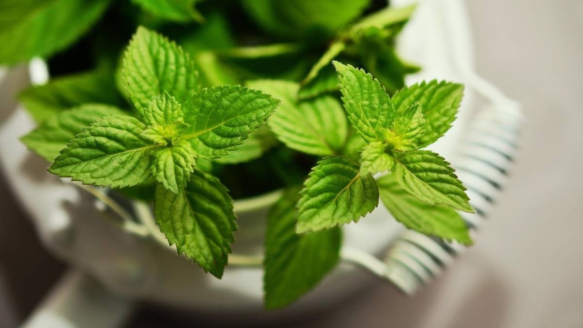 How to grow mint 