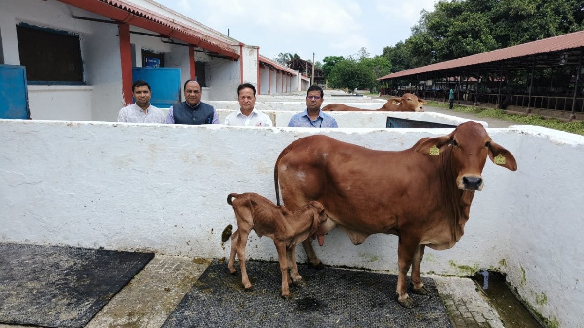 India First IVF Calf