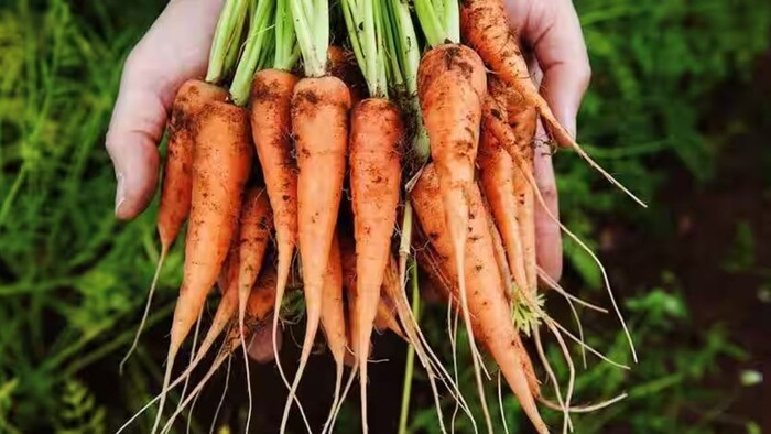 गाजर की खेती