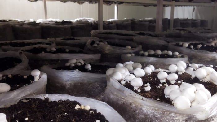 मशरूम की खेती के लिए किसानों को 40 से 50% तक का उपलब्ध कराया जा रहा है अनुदान