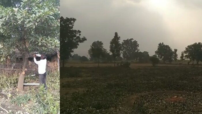 Jalna Chikoo Orchard cutting