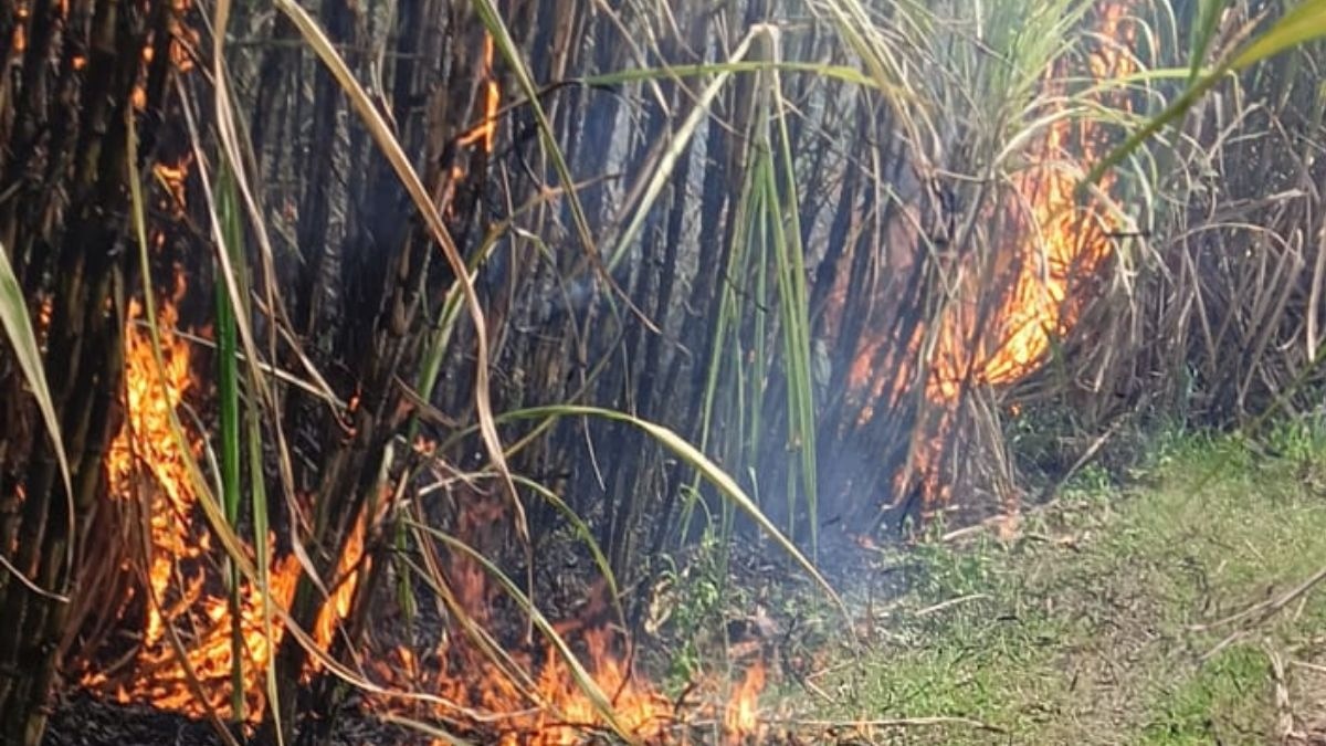 शॉर्ट सर्किट से 8 एकड़ फसल खाक
