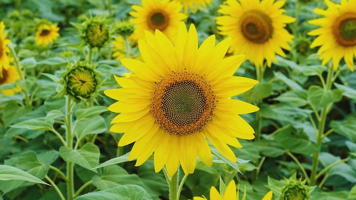 सूरजमुखी की खेती