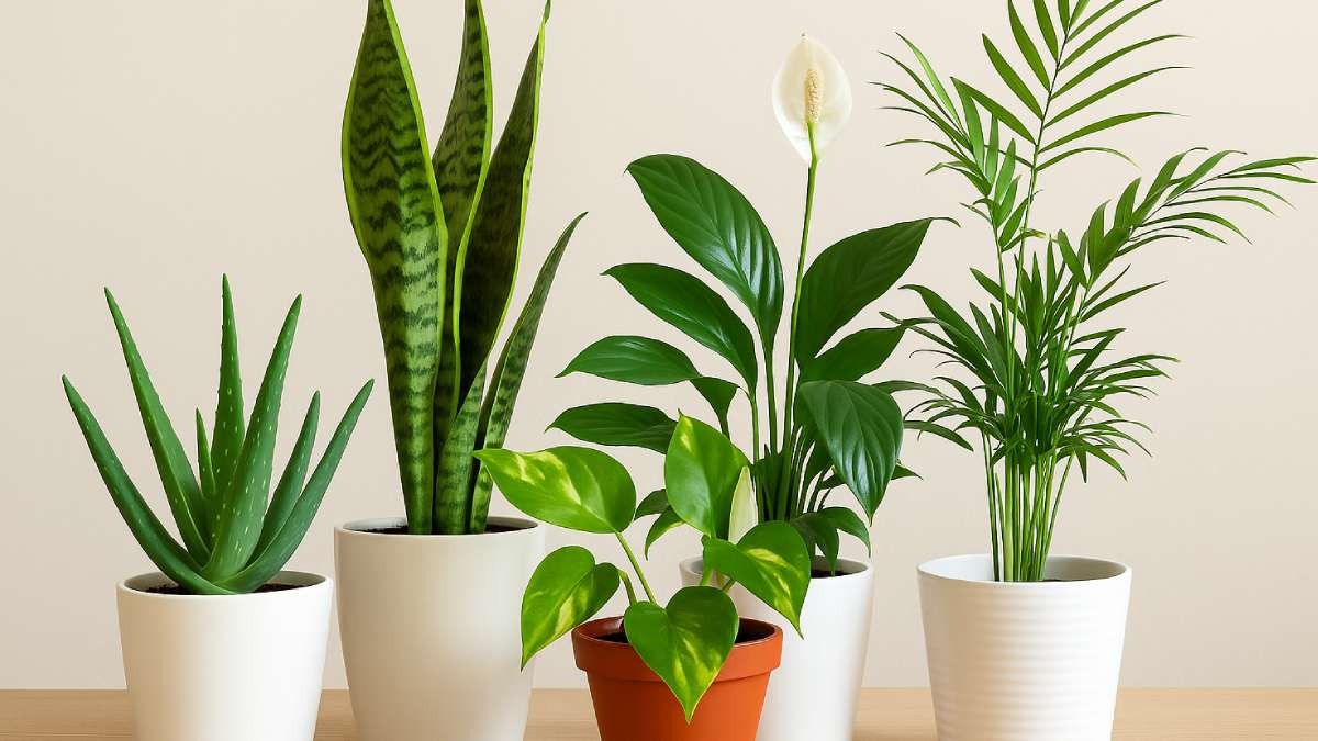 Dehli AQI Plants 