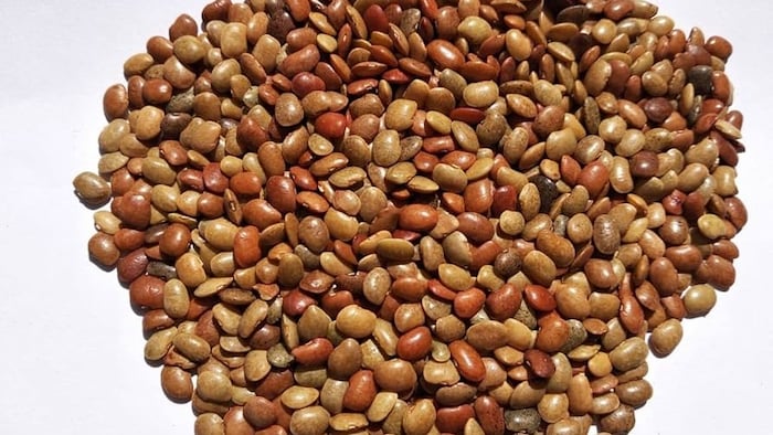 कुलथी दाल की वापसी