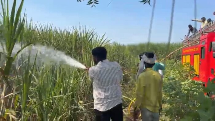 sugarcane crop fire