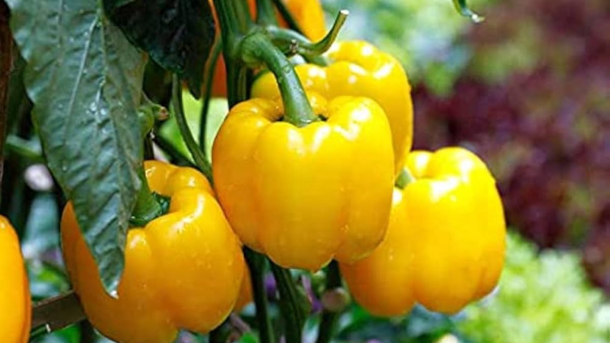 शिमला मिर्च की बेस्ट वैरायटी