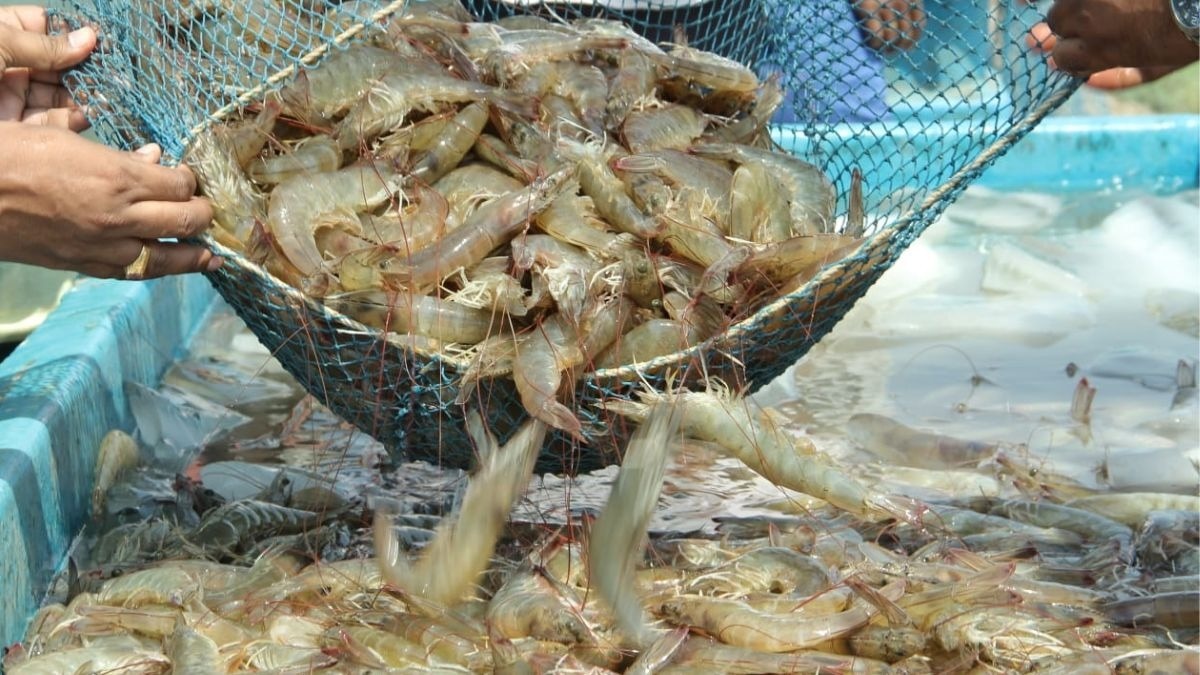 Heavily-subsidised Indian farm-raised shrimp accounts for 40% of US shrimp imports. 