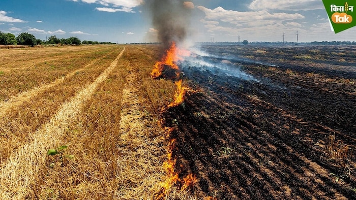 Punjab Stubble burning cases drop