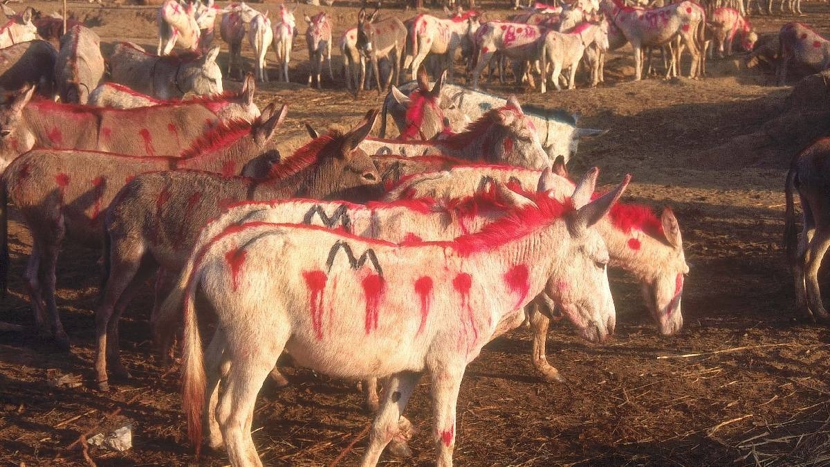 donkey contest