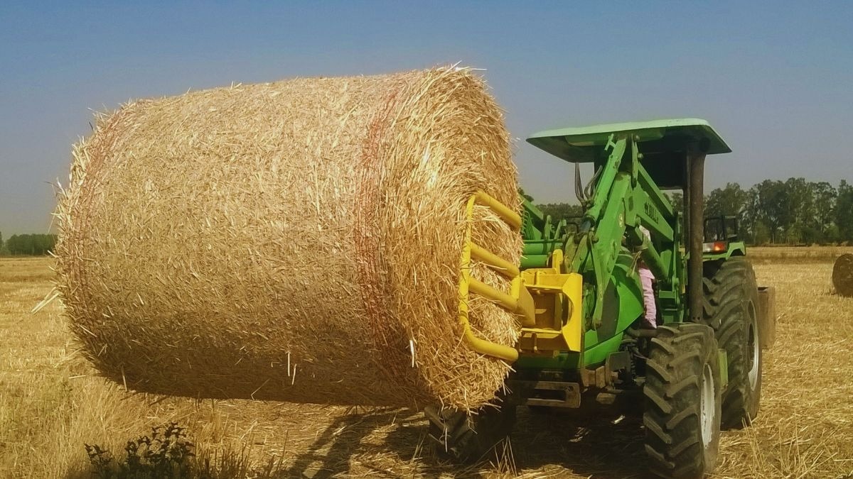 huge income from stubble