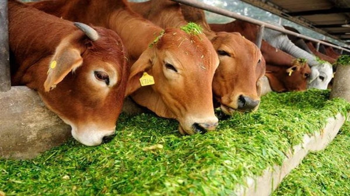 बरसीम की 'मसकावी' वैरायटी