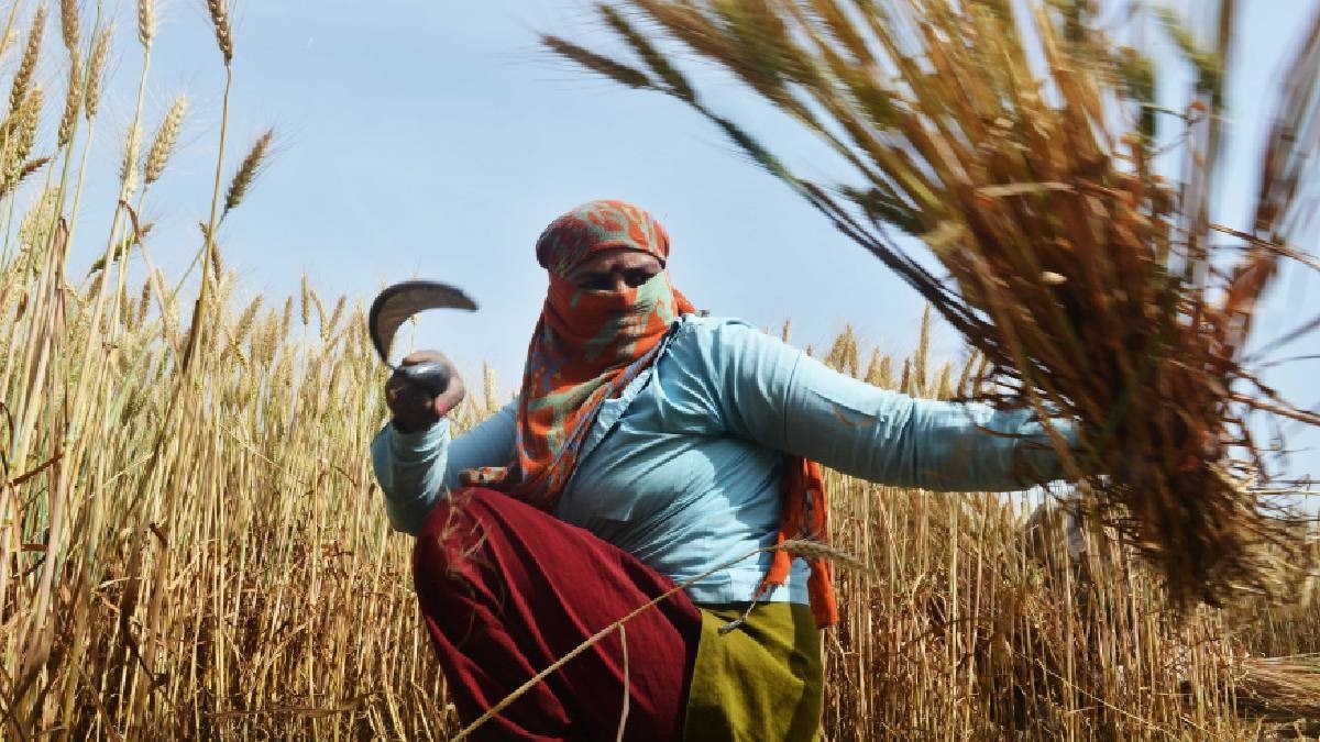 wheat crop