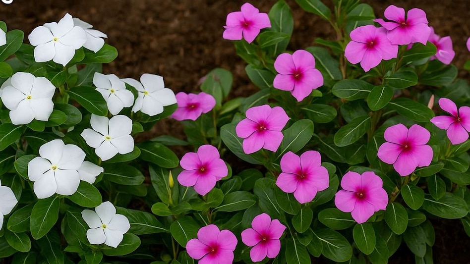 Gardening Tips: सर्दियों में ऐसे लगाएं सदाबहार का पौधा, रंग-बिरंगे फूलों से खिल उठेगी क्यारी  Gardening Tips: सर्दियों में ऐसे लगाएं सदाबहार का पौधा, रंग-बिरंगे फूलों से खिल उठेगी क्यारी