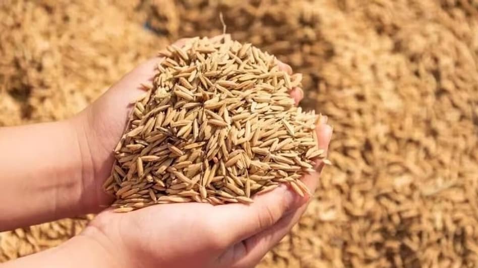 सिरसा में धान खरीदी में नियम दरकिनार, किसानों को हो रहा भारी नुकसान सिरसा में धान खरीदी में नियम दरकिनार, किसानों को हो रहा भारी नुकसान