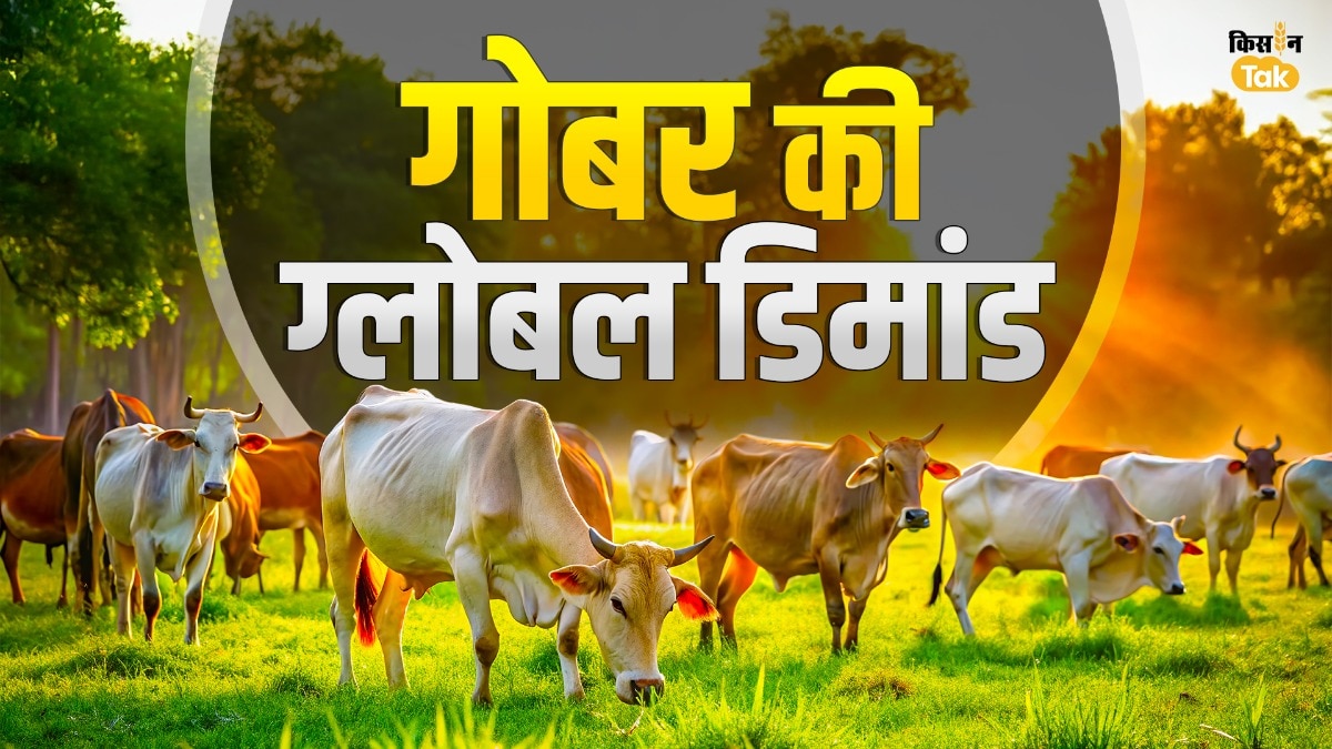 cow dung export