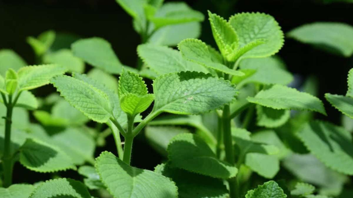 ajwain