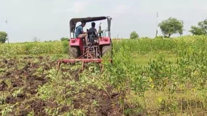 खड़ी फसल पर चलाया ट्रैक्टर