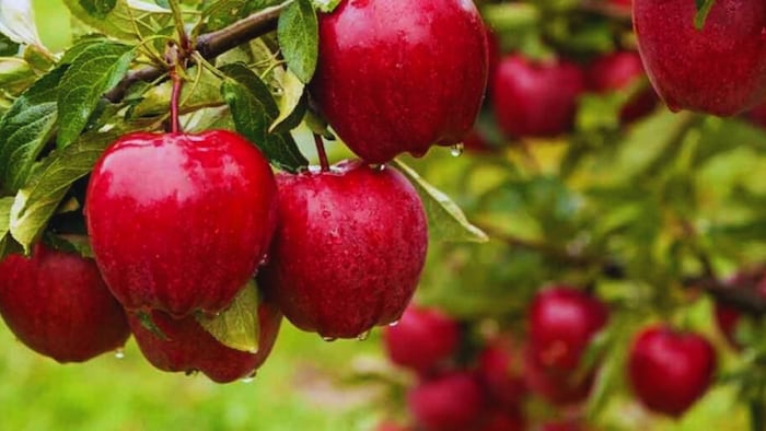 apple farmer protest announcement