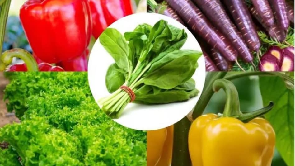 Vegetable Farming: सर्दी में उगाएं ये 5 सब्जियां, यहां मिलेंगे सस्ते में किट Vegetable Farming: सर्दी में उगाएं ये 5 सब्जियां, यहां मिलेंगे सस्ते में किट
